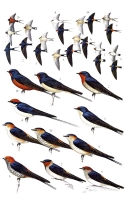 Birds of Europe, Russia, China, and Japan: Passerines: Tyrant Flycatchers to Buntings артикул 3547c.